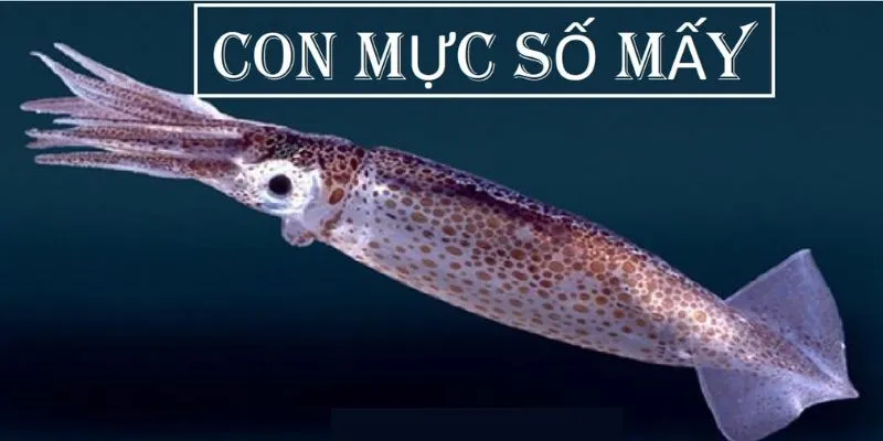 Vì sao nằm mơ thấy con mực?
