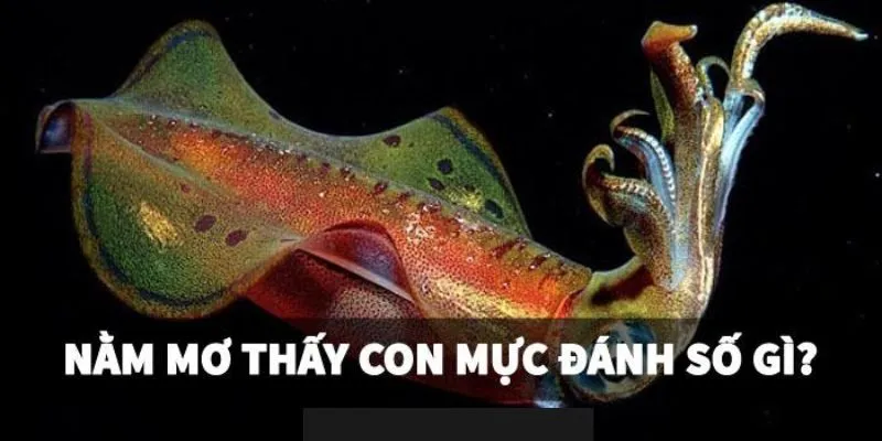 Con mực số mấy? Giải mã chi tiết về giấc mơ con mực