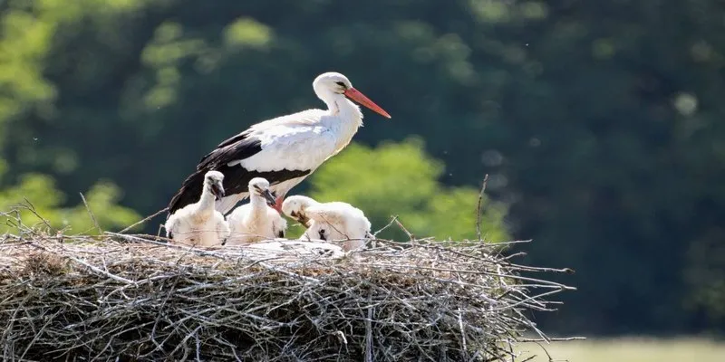 Mơ thấy con cò và các dự báo theo nghĩa tâm linh
