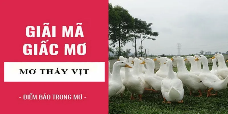 Mơ thấy vịt con ẩn sâu điều bí mật nào?