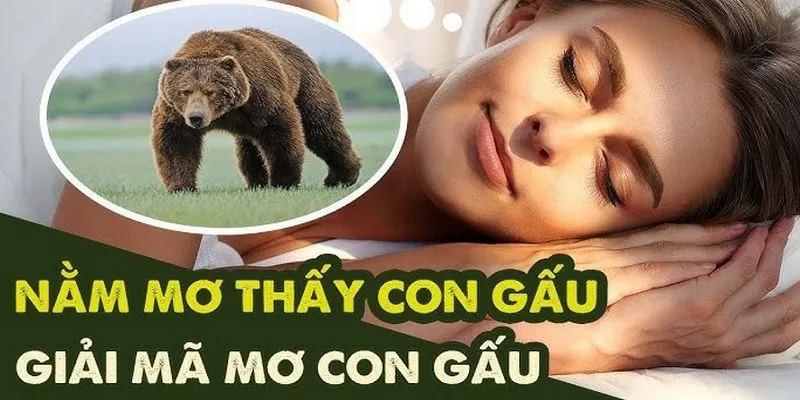 Tóm tắt ý nghĩa nằm mơ thấy gấu
